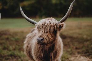 Close-up profile of a Highland cow's head showing its distinctive horns and shaggy fur.