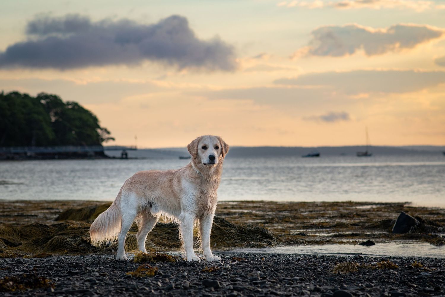 Golden retriever standing on a rocky shoreline with a beautiful sunset sky and water in the background. Photo by Xenophon Photography.