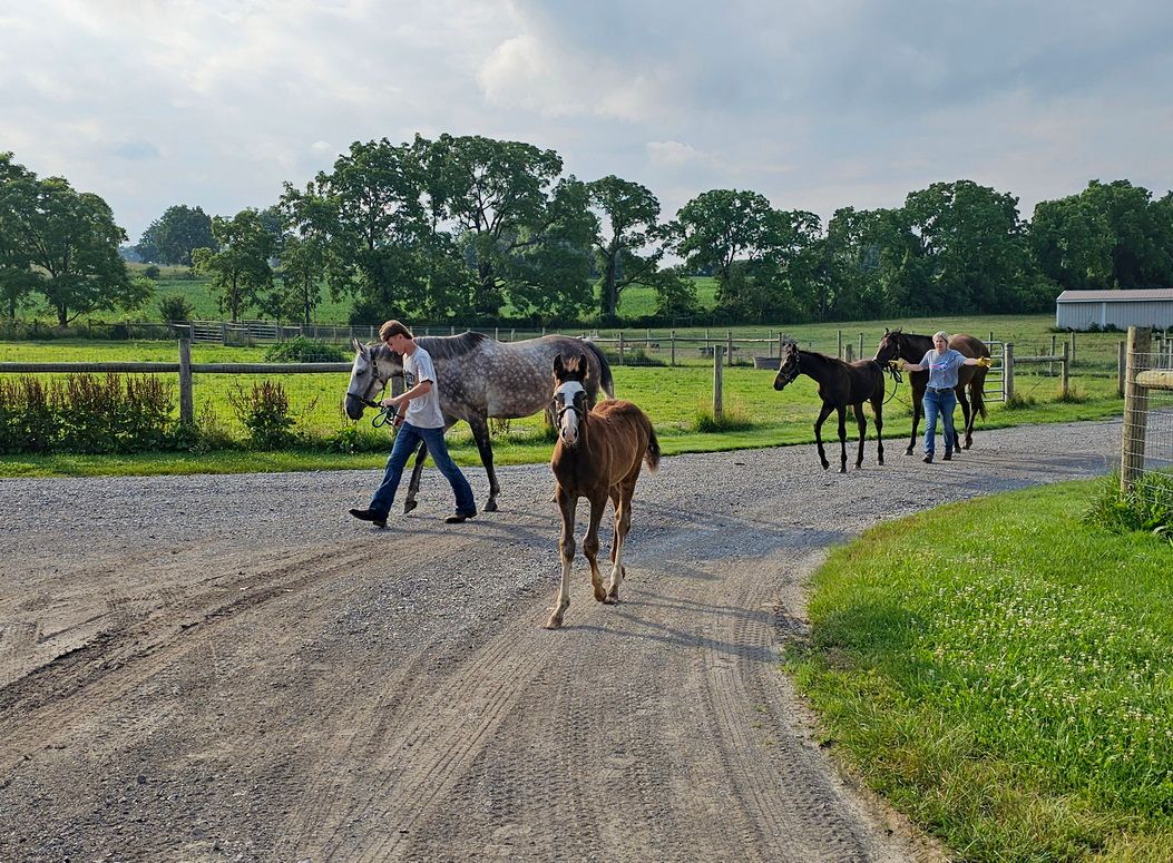 horse breeding