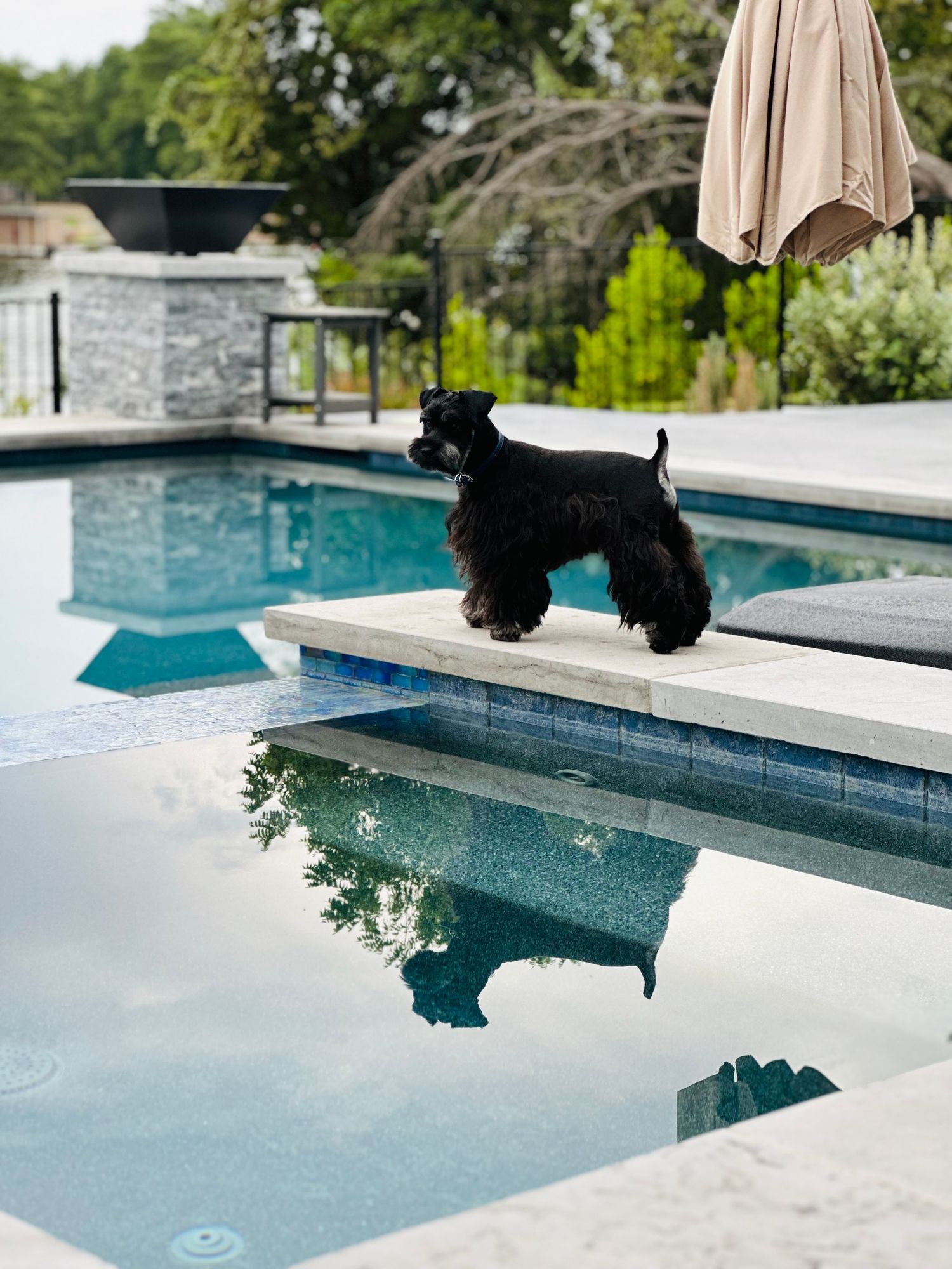 Mini Schnauzer puppies