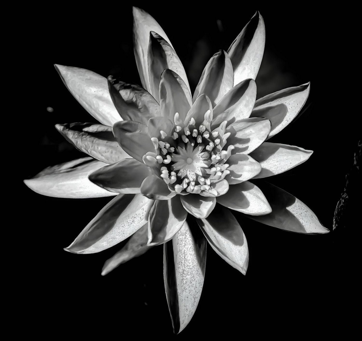Black and white macro photography series of a water lily flower blooming in sequence from bud to full blossom.