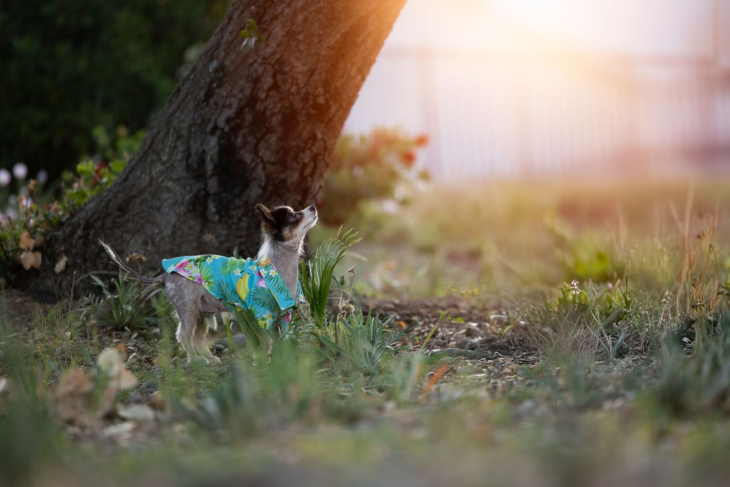 A cat wearing a turquoise sweater sits by a tree trunk in soft golden sunlight during magic hour.