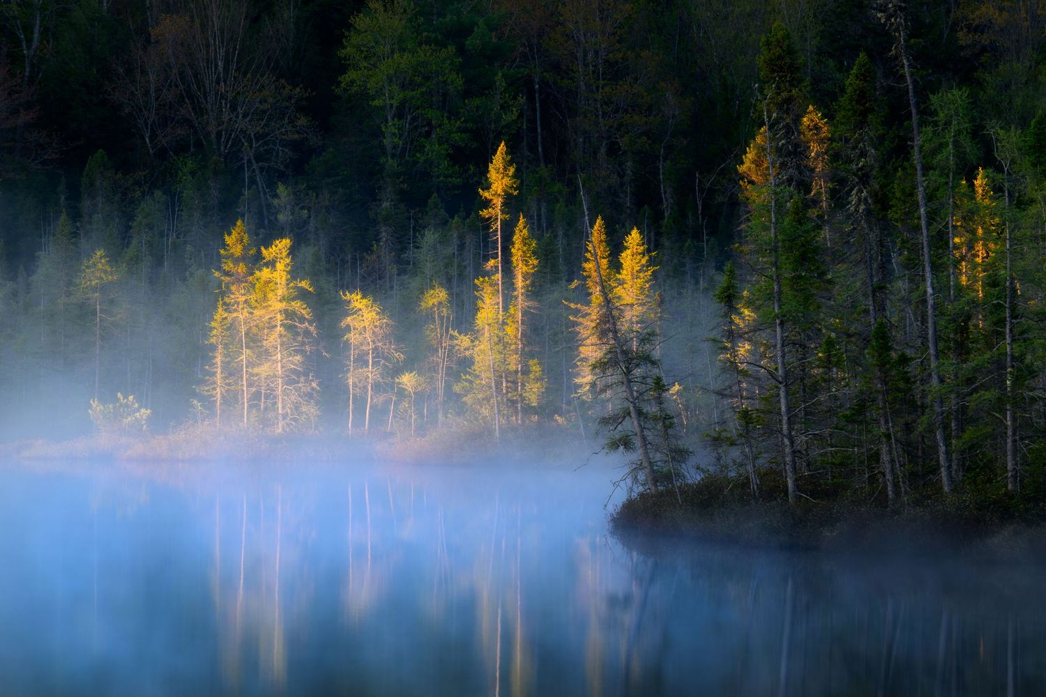 Misty lake reflecting golden sunlit evergreen trees against dark forest background at dawn.
