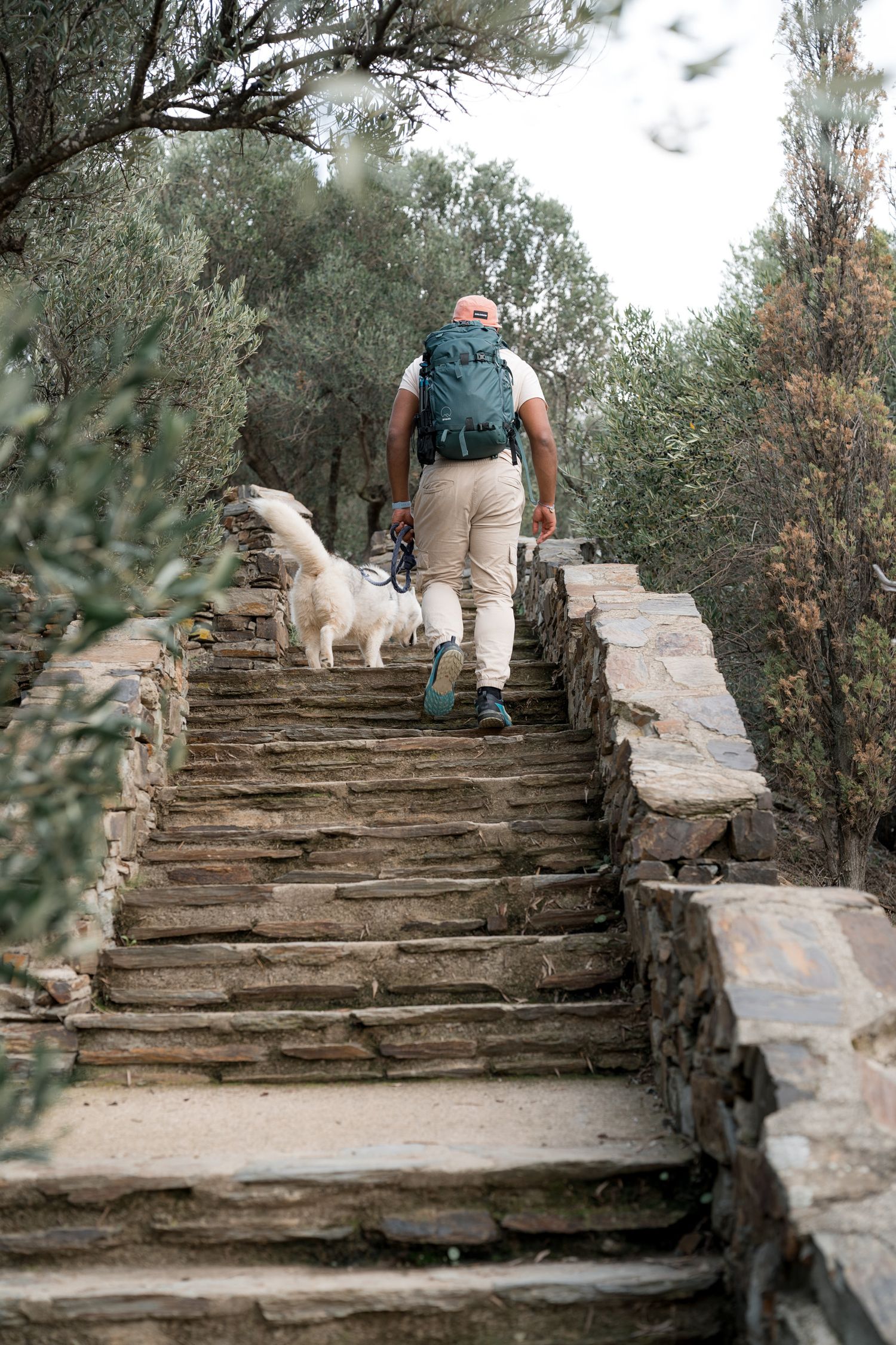 randonneur et son chien au milieu des oliviers du moulin à huile à collioure