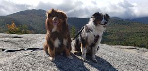 Australian Shepherds and huskies pose together on rocky mountain terrain while enjoying scenic wilderness views.