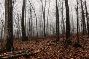 Deep Creek woods filled with fog on cool, crisp, Spring morning