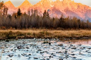 Snowy mountain peaks glow orange at sunset above a marsh pond with lily pads and tall grasses in the foreground.