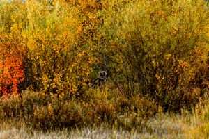 Autumn foliage creates a vibrant display of yellow and red leaves against tall wild grasses.