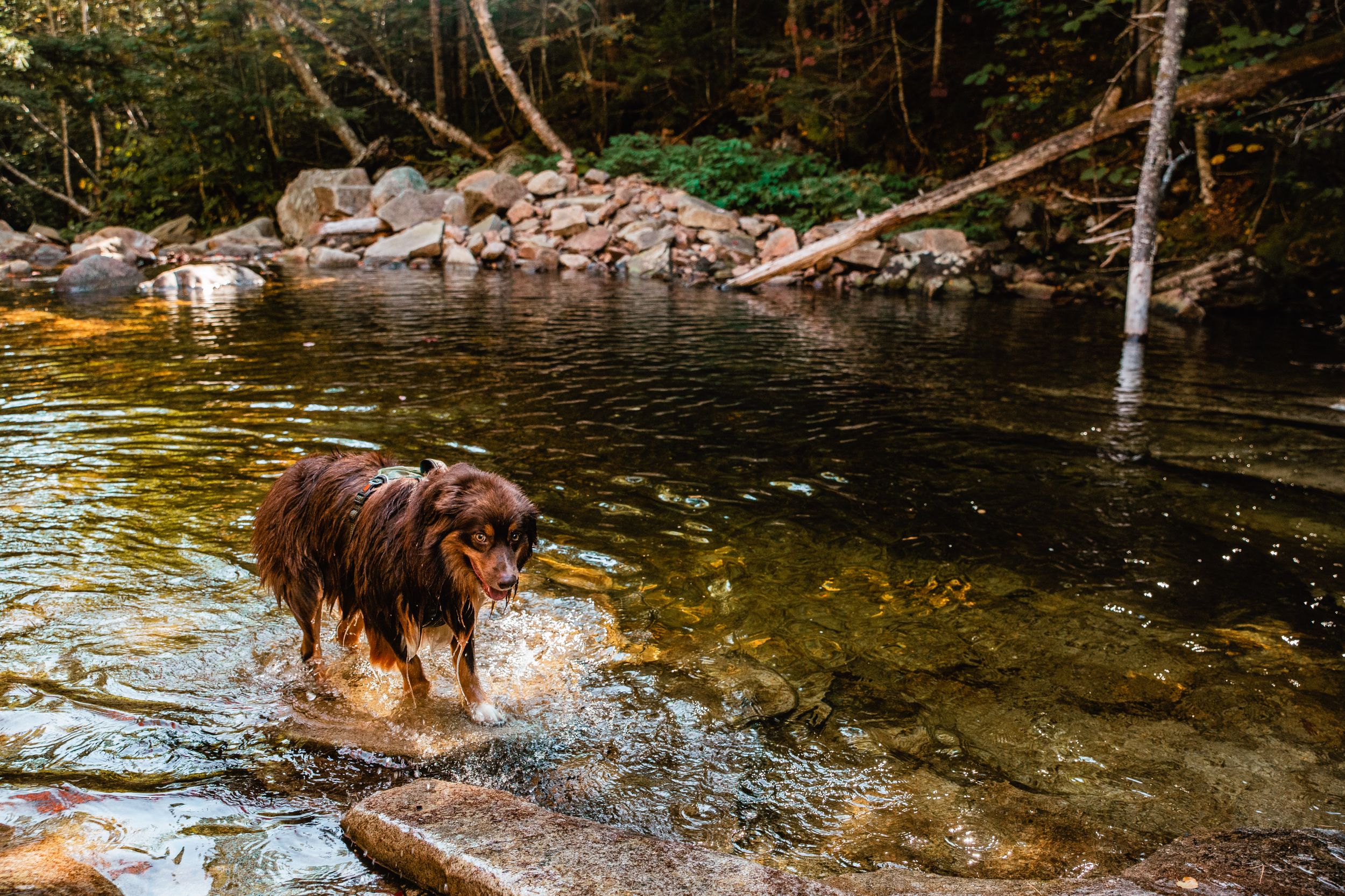 Red Tri Australian Stephen in water White Mountains, New Hampshire