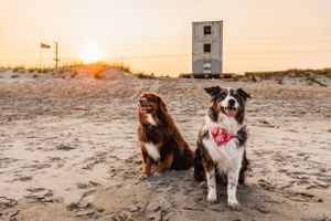 Blue Merle and Red Tri Australian Shepherd dogs on Topsail Beach, NC at sunset