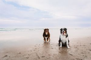 Blue Merle and Red Tri Australian Shepherd dogs on Topsail Beach, NC at sunset