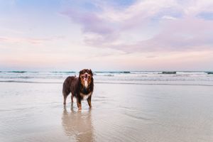 Red Tri Australian Shepherd dog on Topsail Beach, NC at sunset
