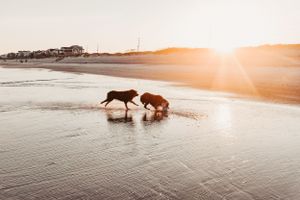 Blue Merle and Red Tri Australian Shepherd dogs on Topsail Beach, NC at sunset