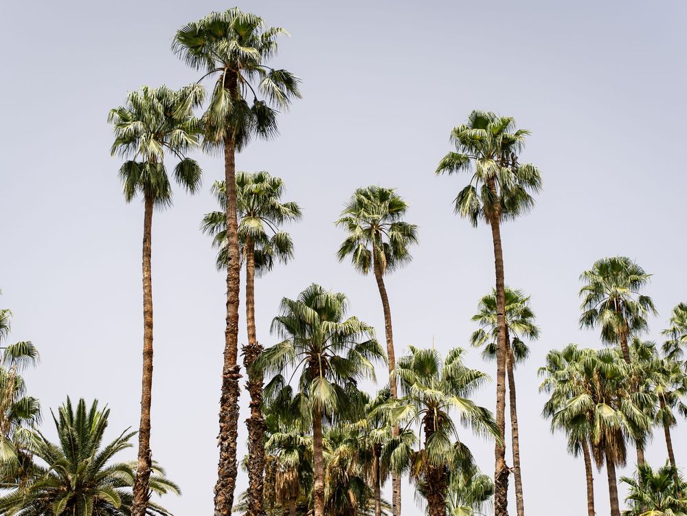 Rangée de grands palmiers se détachant sur un ciel lumineux dans un décor tropical. Florent Vause