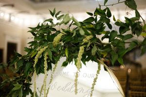 Trailing green vines with small leaves cascade down from above in an indoor setting with soft lighting.