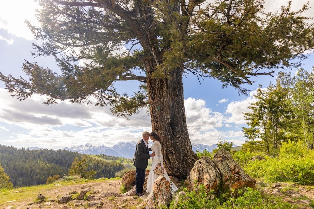 A scenic mountain landscape with tall pine trees framing a panoramic view of rolling hills and cloudy skies.
