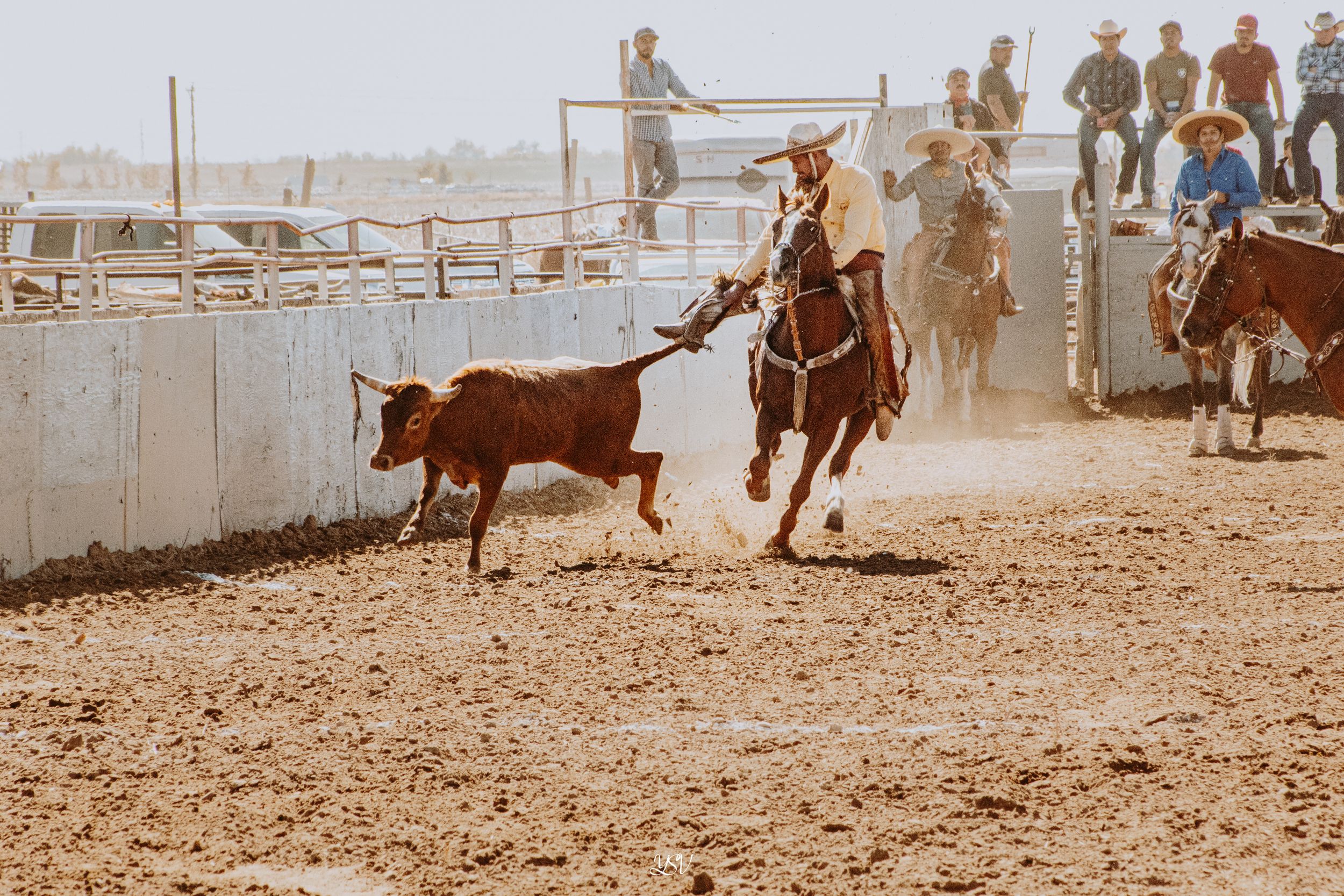 Cowboys compete in a traditional rodeo calf roping event at a dusty arena with spectators watching from the sidelines.