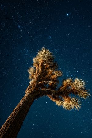 Nature Photography