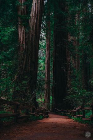 Nature Photography
