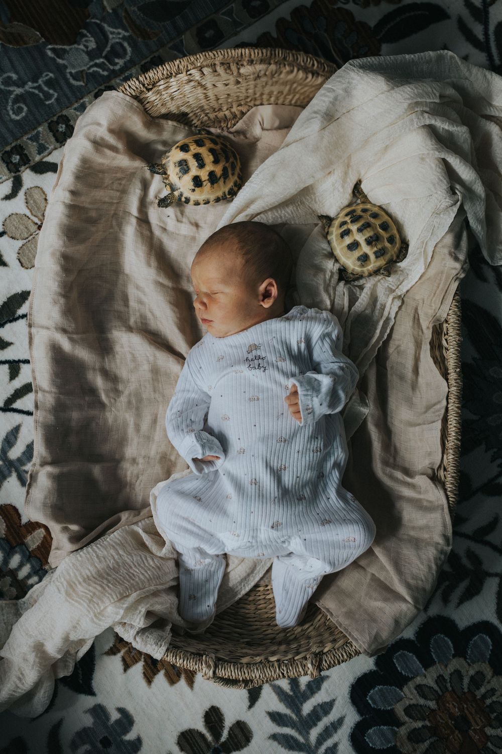 At home newborn photography session newborn baby tortoises