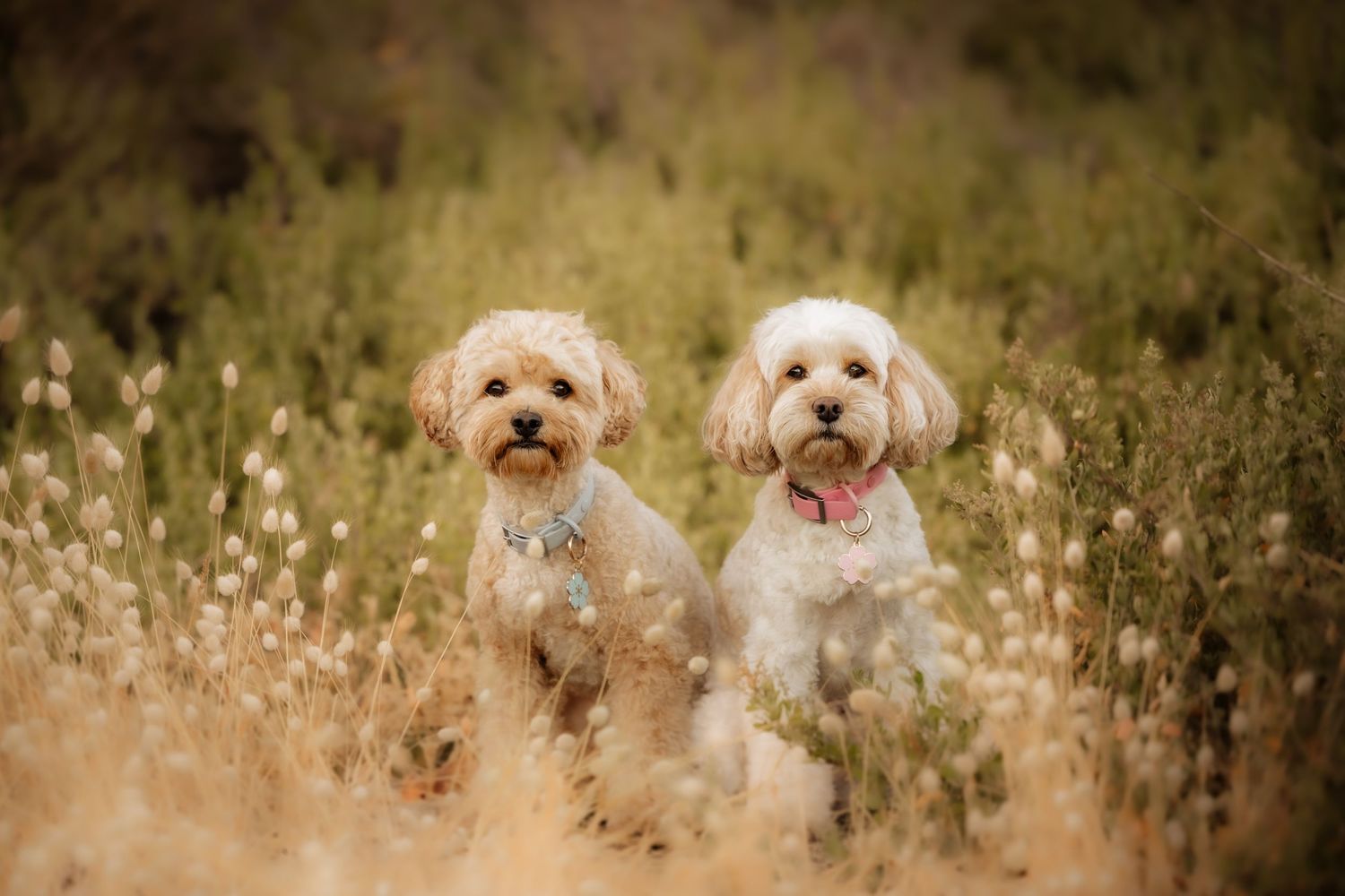 Two fluffy white Cavapoo dogs sitting together in a golden meadow field with tall grass and wildflowers.