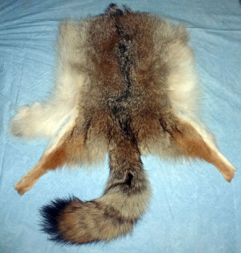 recycle fur coyote