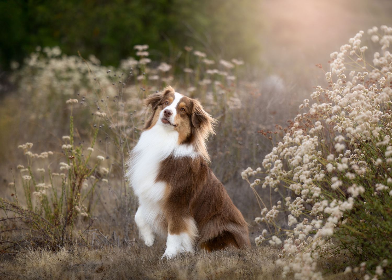 A brown and white Australian Shepherd dog sits attentively in a field of tall grass and wildflowers at sunset.