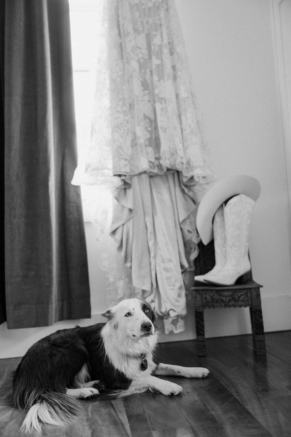 Black and white photo of dogs resting on hardwood floor near curtains.