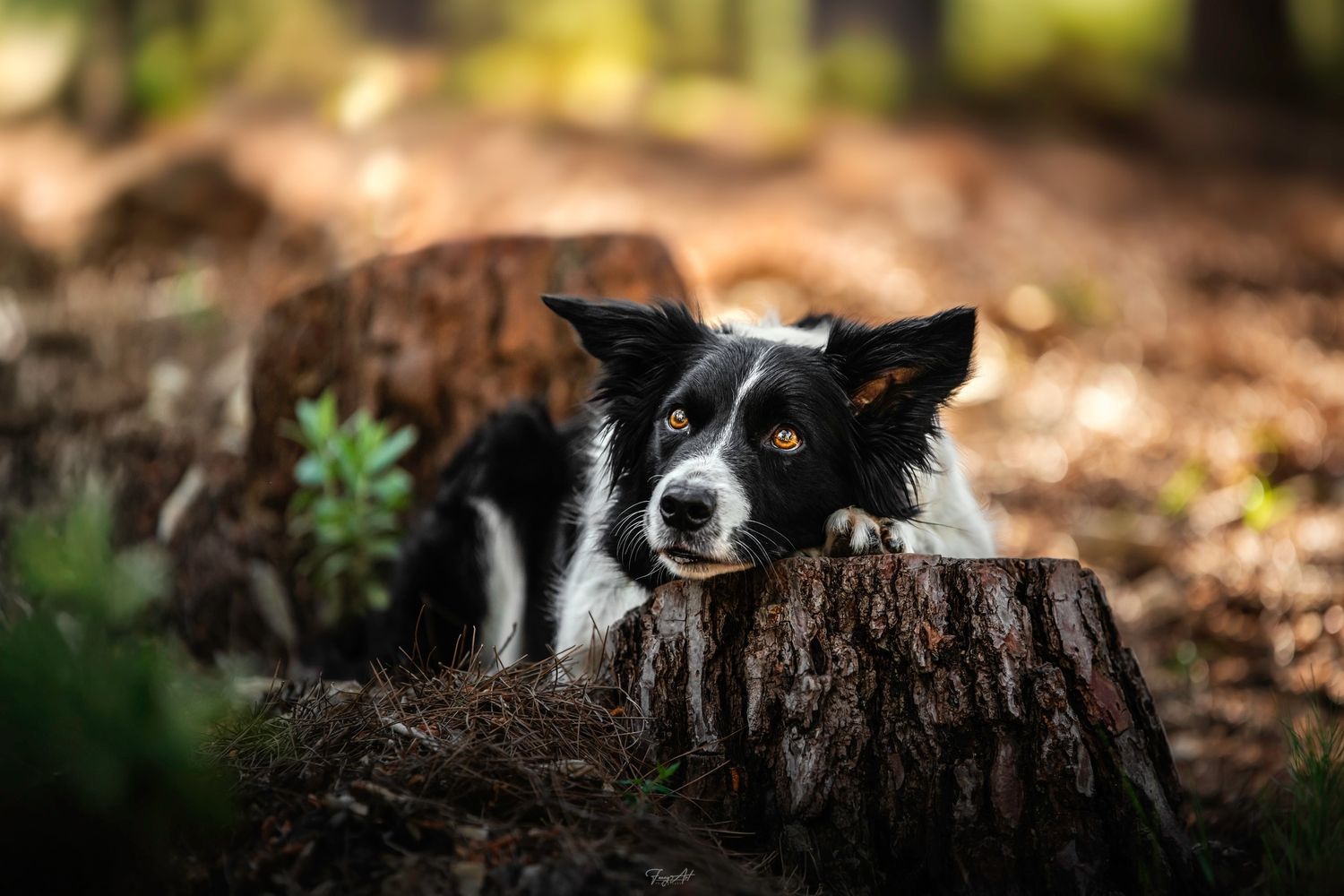 Border collie shooting