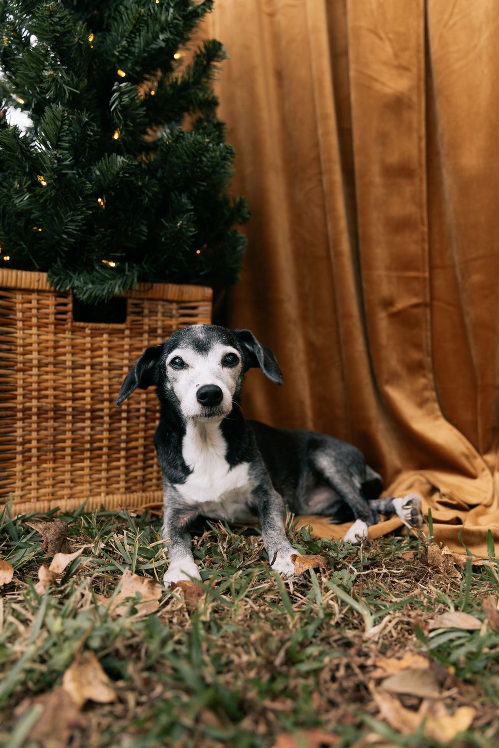 Small black and white dog rests on grass and fallen leaves beside a wicker basket with a Christmas tree and a golden curtain.