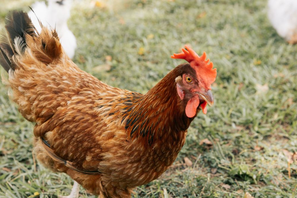 Brown hen with a red comb walks across a grassy yard with other chickens blurred in the background.