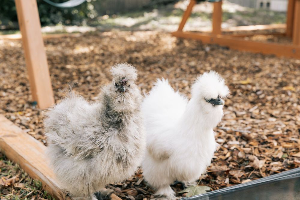 Two fluffy Silkie chickens, one gray and one white, stand together on wood chips near a wooden coop frame.