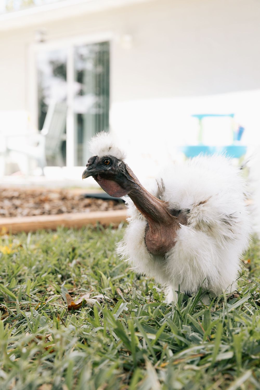 A fluffy white Silkie chicken with a dark neck and face stands on green grass in a sunny backyard near a house.