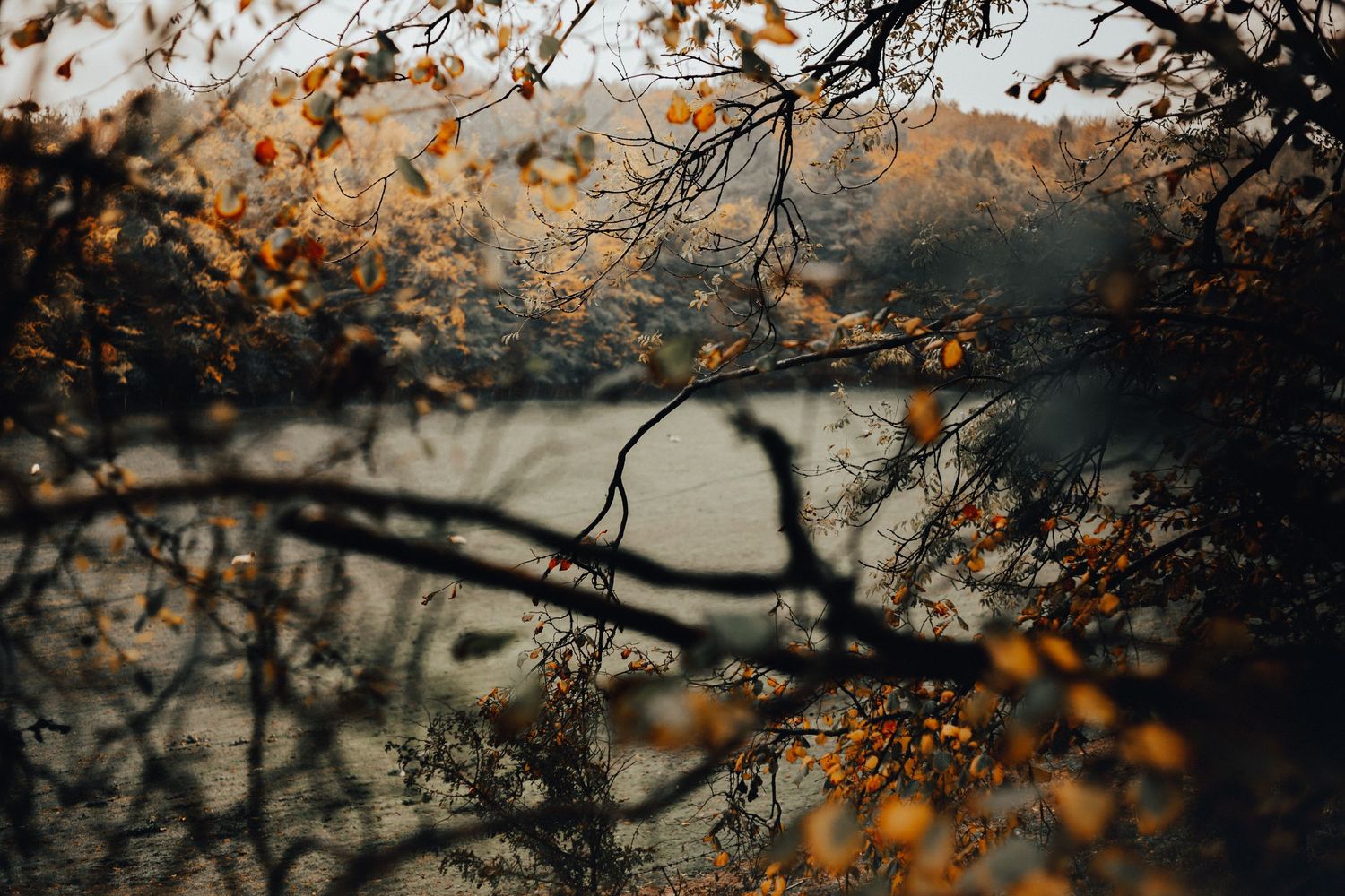 Autumn tree branches with golden orange leaves silhouetted against a moody gray sky.