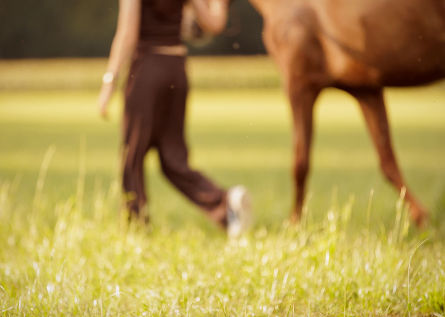 Liefdevolle paardenfotografie - LivHoomansPhotography - DeHippischeBeeldbank