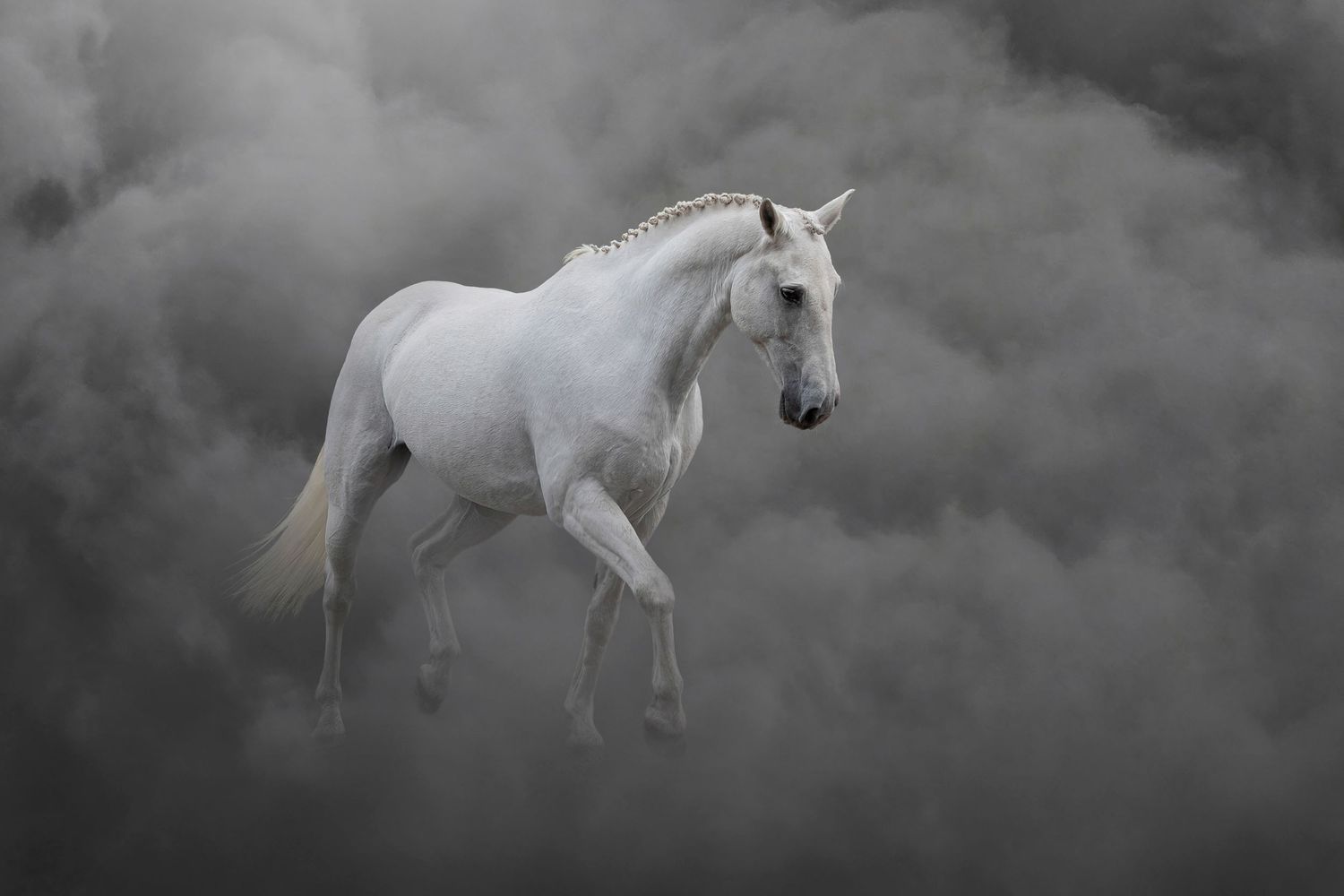 GREY DRESSAGE HORSE FINE ART PRINT