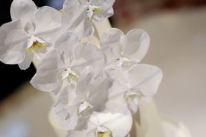 A close-up photograph of delicate white orchid flowers with yellow centers in soft focus.