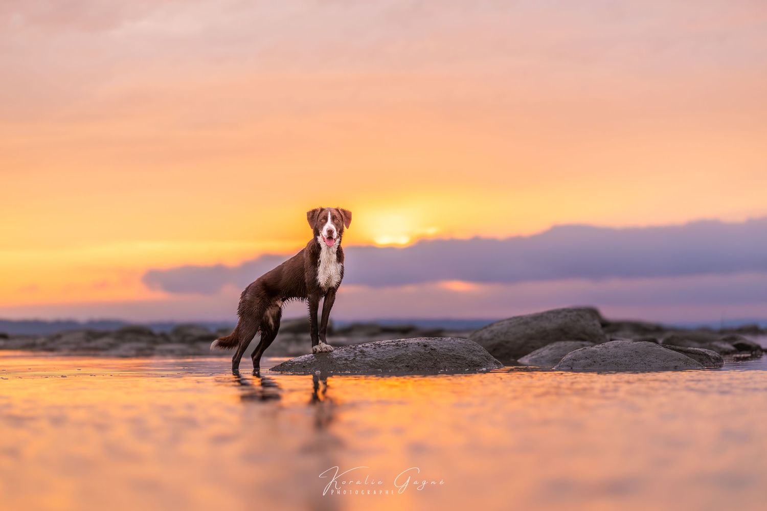 A dog standing on a rocky beach at sunset, with the sun's rays shining through.