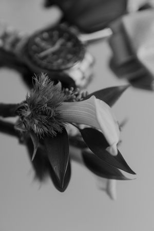 Close-up of dark feathers against a light background creating an abstract pattern.