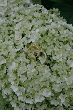 Wedding rings nestled among delicate white hydrangea flowers in full bloom.