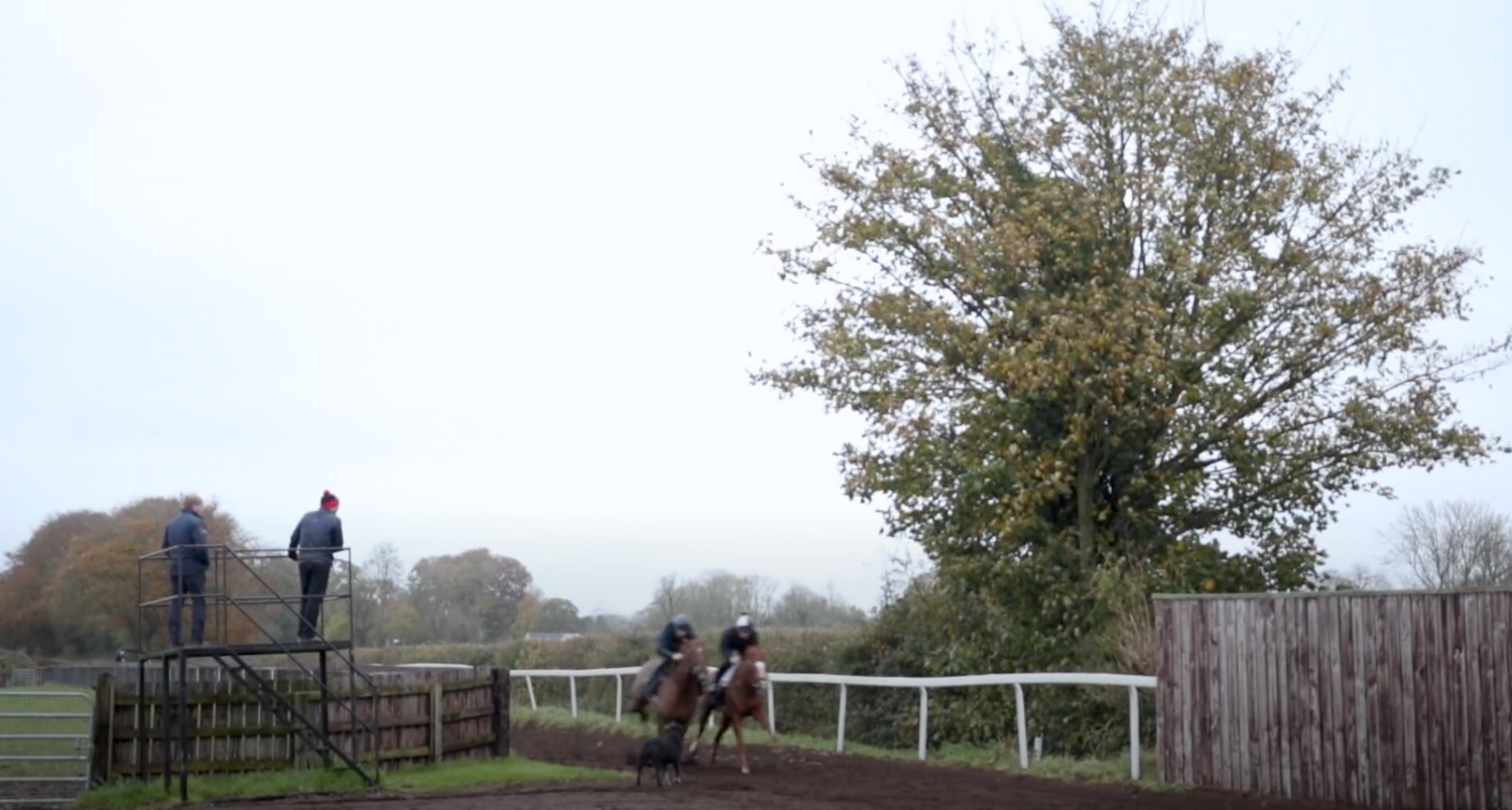 Horses and riders training on a misty morning at a countryside equestrian facility next to a tall tree.