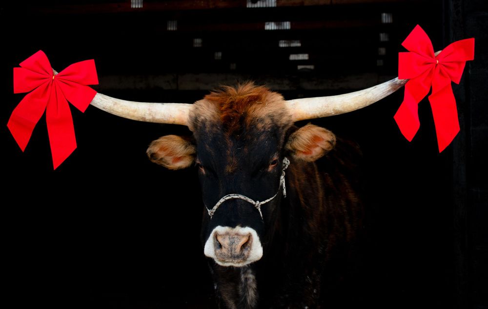 Jersey Longhorn cross with bows tied to both horns posing for a Wisconsin Christmas Card.