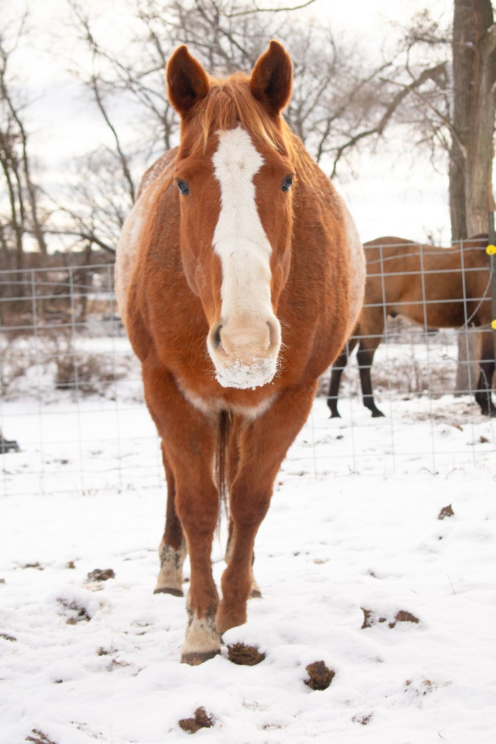Horse standing with ears forward looking at the camera.