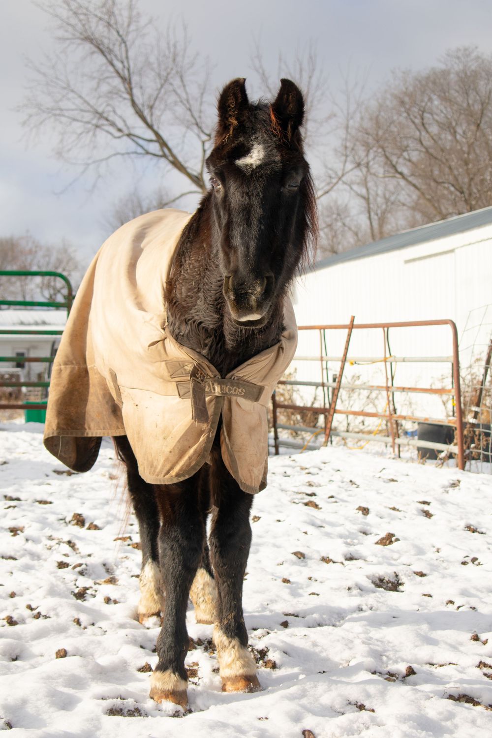 Horse standing wearing a winter blanket with his ears forward.
