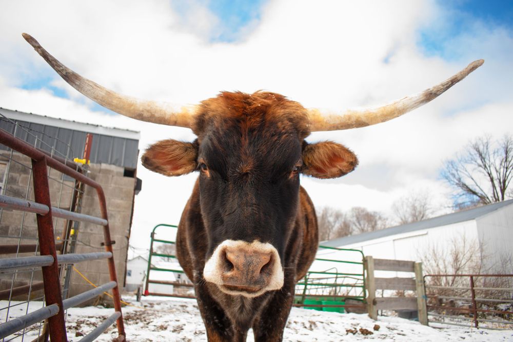 Jersey Longhorn steer with a blue sky in the background.