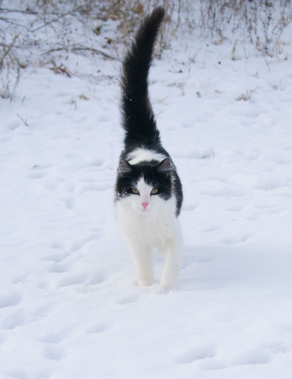 Black and white kitty walking towards the camera in the snow.