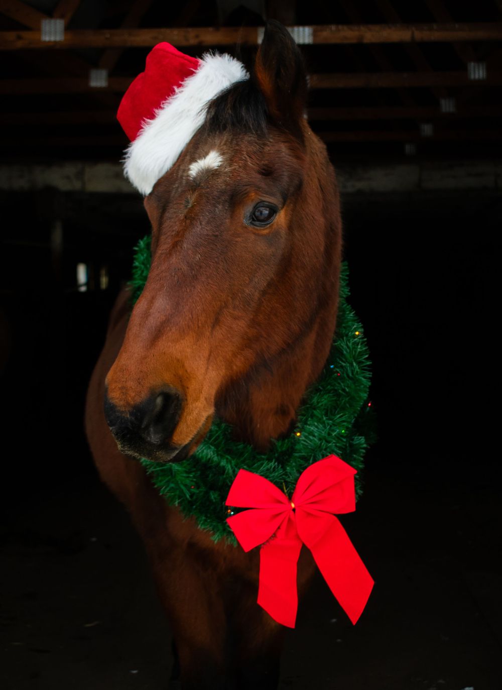 Horse dressed up with Santa hat, wreath and red bow for a Wisconsin Christmas Card.
