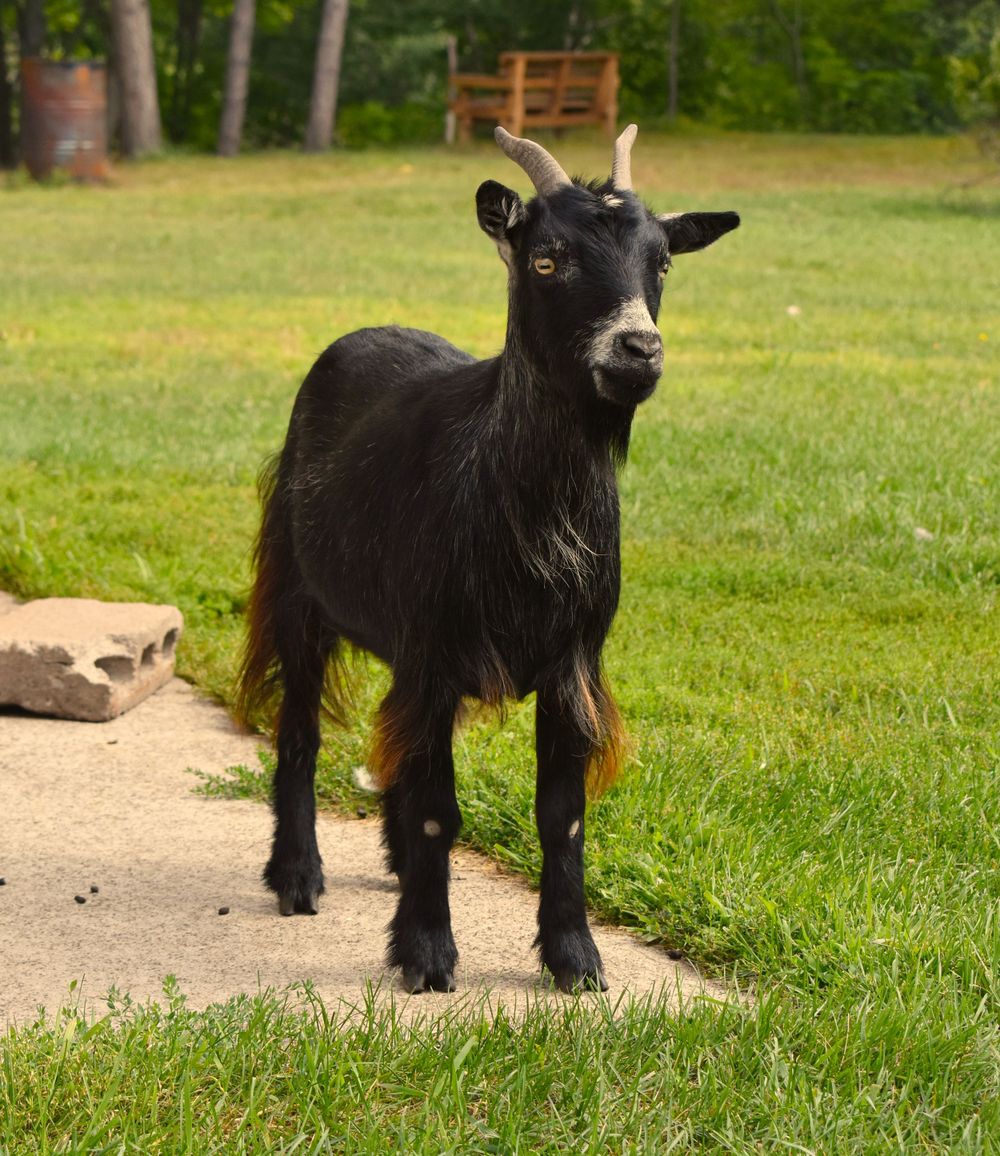 Betty the black goat posing in a backyard in Wisconsin.