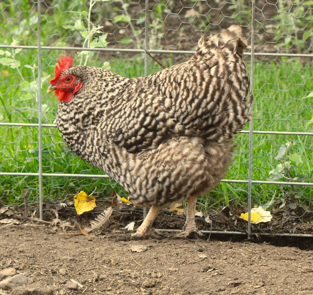 Chicken standing sideways with green grass in the background.