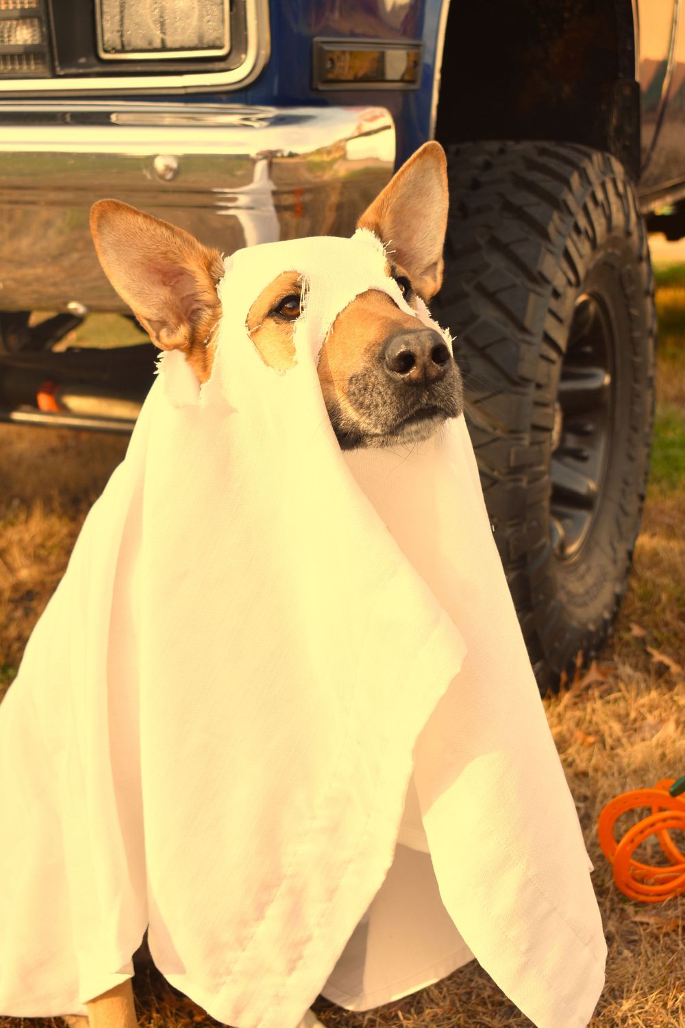 Dog wearing a sheet to look like a ghost sitting in front of a 1984 Square body chevy.